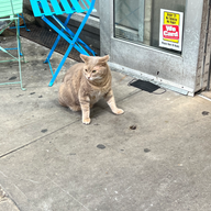 Friendly cat by Madison Ave & E 54th St
