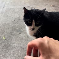 Friendly cat by Essex St & Canal St