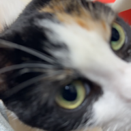 Friendly cat by Grand St & Essex St