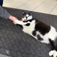 Black cat by W 45th St & 10th Ave